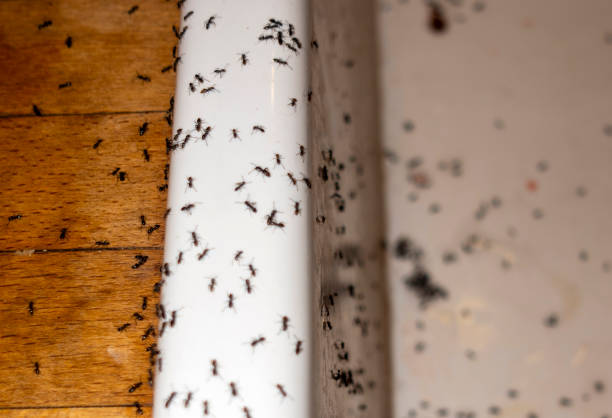 Best Termite Control Services  in Langhorne Manor, PA